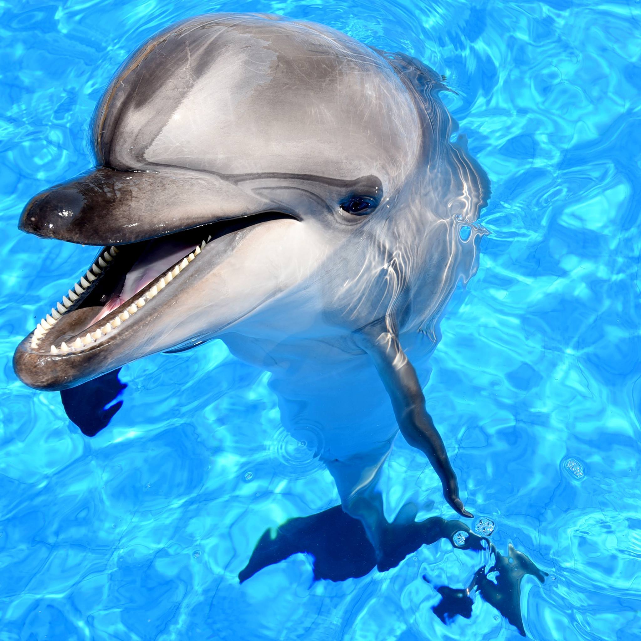 The Magic of the Marine World 