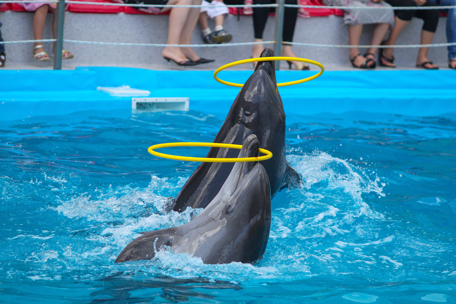Antalya Dolphinarium: Meet the Sweetest Stars of Nature!